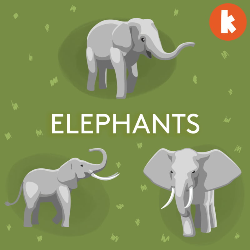 Elephants from The Fact Detectives | Children's Podcast