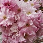 154 An Exeter garden awakes episode logo