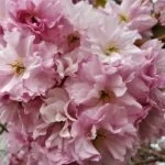 154 An Exeter garden awakes episode logo