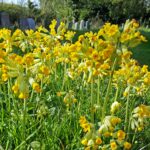 65 Songs from the churchyard of St Mary’s Gilston episode logo