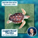 181: Loggerhead Turtles w/ Jesse Gilbert! episode logo