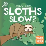 Why Are Sloths Slow? episode logo