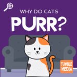 Why Do Cats Purr? (ENCORE) episode logo