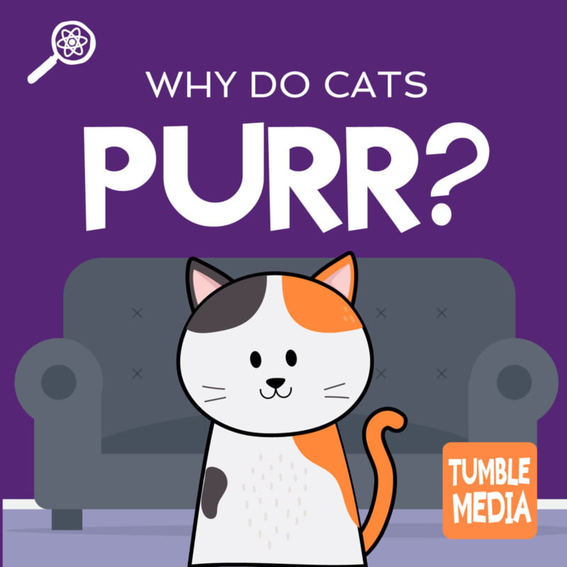Why Do Cats Purr? (ENCORE) from Tumble Science Podcast for Kids