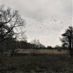 157 Immersed in Bayford Woods (an ear-witness account) episode logo