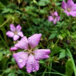 159 Pure Northumbrian air (don’t forget Lento’s best with headphones) episode logo