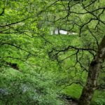 160 Forest ravine episode logo