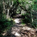 31 Late summer heat bathing under splendid trees – peace in the Clinton-Baker Pinetum episode logo