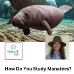 How Do You Study Manatees? episode logo