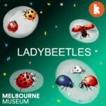 Ladybeetles episode logo