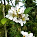 165 Up in the hills of mid Wales episode logo