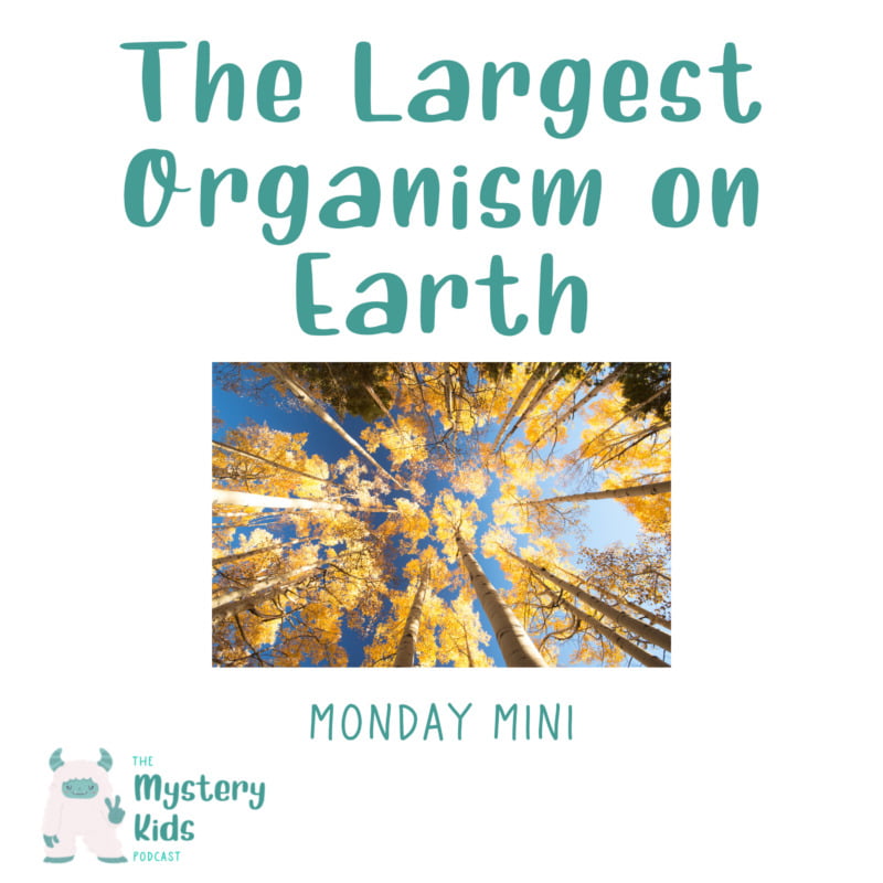 MM The Largest Organism On Earth From Mystery Kids Podcast Children MM The Largest Organism On Earth From Mystery Kids Podcast Children