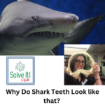 Why are Shark Teeth Shaped like That? episode logo