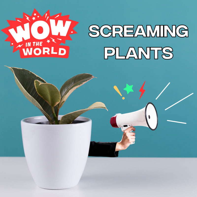 Screaming Plants (5/22/23) from Wow in the World Children's Podcast