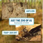 194: Antlions & Trap-jaw Ants episode logo