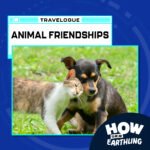 Travelpod: Animal Friendships (6/22/23) episode logo