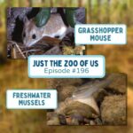 196: Grasshopper Mouse & Freshwater Mussels episode logo