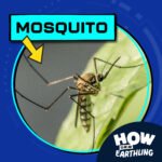 Mosquito (6/29/23) episode logo