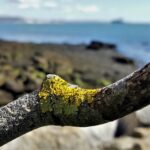 176 Early morning below Nothe Fort episode logo