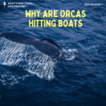 S2 E7: Why are killer whales biting rudders of ships episode logo