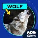 Wolf (7/13/23) episode logo