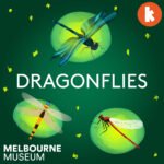 Dragonflies episode logo
