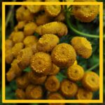 179 Rain scapes special – August intermission 1 (sleep safe) episode logo