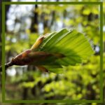 181 Woodland scapes special – August intermission 3 episode logo