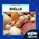 Travelpod: Shells (8/24/23) episode logo