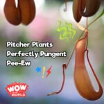 Pitcher Plants Perfectly Pungent Pee-Ew (8/14/23) episode logo