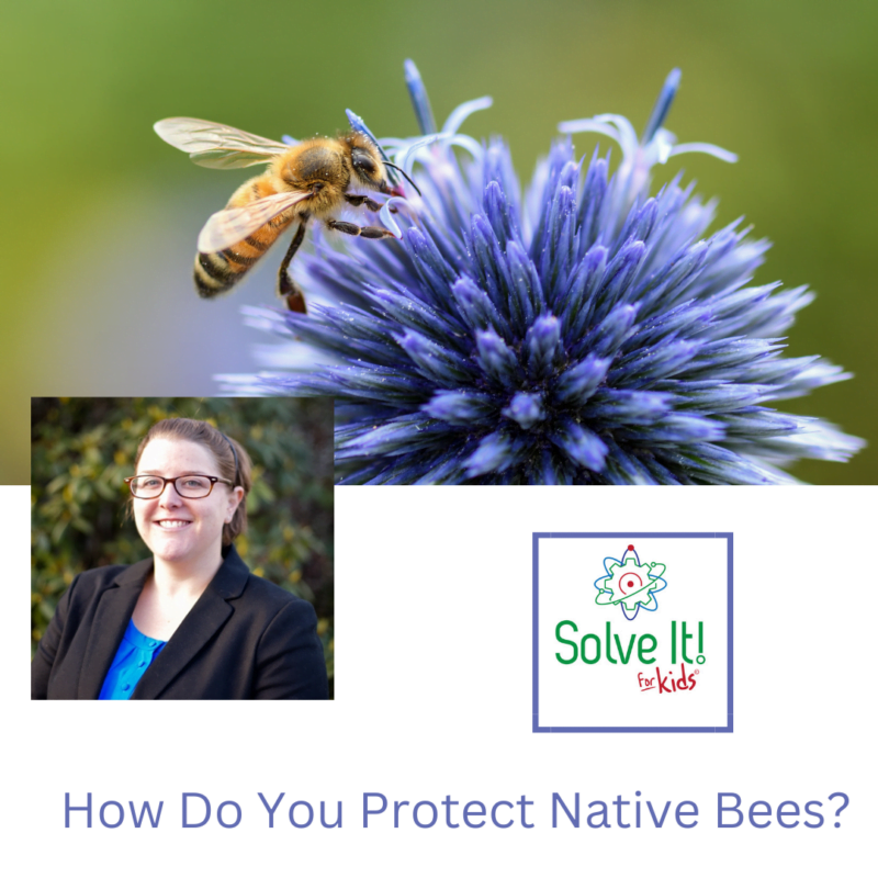 How Do You Protect Native Bees? From Solve It! For Kids | Children's ...