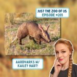 205: Aardvark w/ Kailey Hart! episode logo