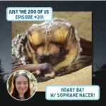 201: Hoary Bats w/ Sophiane Nacer! episode logo