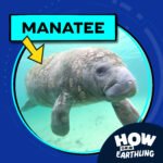 Manatee (9/28/23) episode logo