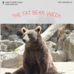 S2 E24: Fat Bear Week – a contest in Alaska – why is everyone so fond of this? episode logo