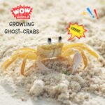 Growling Ghost Crabs (10/30/23) episode logo