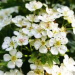 192 Remembering summer on the Hoo Peninsula episode logo