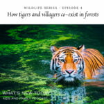 Wildlife series: Part 4 – How tigers and villagers co-exist in forests, as part of Project Tiger episode logo