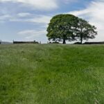 82 Hill top oak in strong wind – a natural source of white noise (sleep safe) episode logo