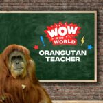 Orangutan Teacher (11/20/23) episode logo