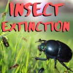 Kid News This Week: Insect extinction, echidna back from brink, Diwali record breaker, Swedes say “hey” episode logo