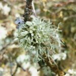 199 Moorland forest mid winter gales episode logo