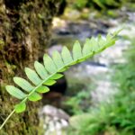 130 Dartmoor stream above waterfall gorge – hydrotherapeutic + * sleep safe* episode logo