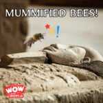 Mummified Bees! (1/15/24) episode logo