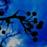 202 Upland woods in winter gales (breathe easy and *sleep safe*) episode logo