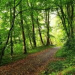 204 Rain falls on steep craggy woodland (sleep safe) episode logo