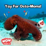 Yay For Octo-Moms! (1/29/24) episode logo