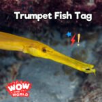 Trumpet Fish Tag (1/1/24) episode logo