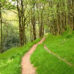 206 Dawn birdsong in the leafy ravine episode logo