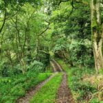 207 Bucolic dell in upland meadows (subtle, slow,  best with headphones) episode logo